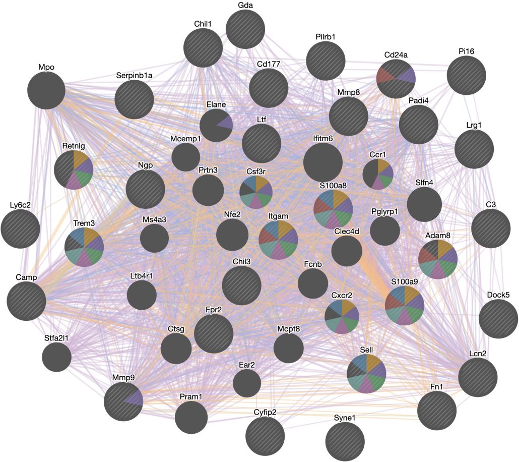 Figure 5. CD11b(Itgam) network analysis showing 50 total related genes with similar function in color 