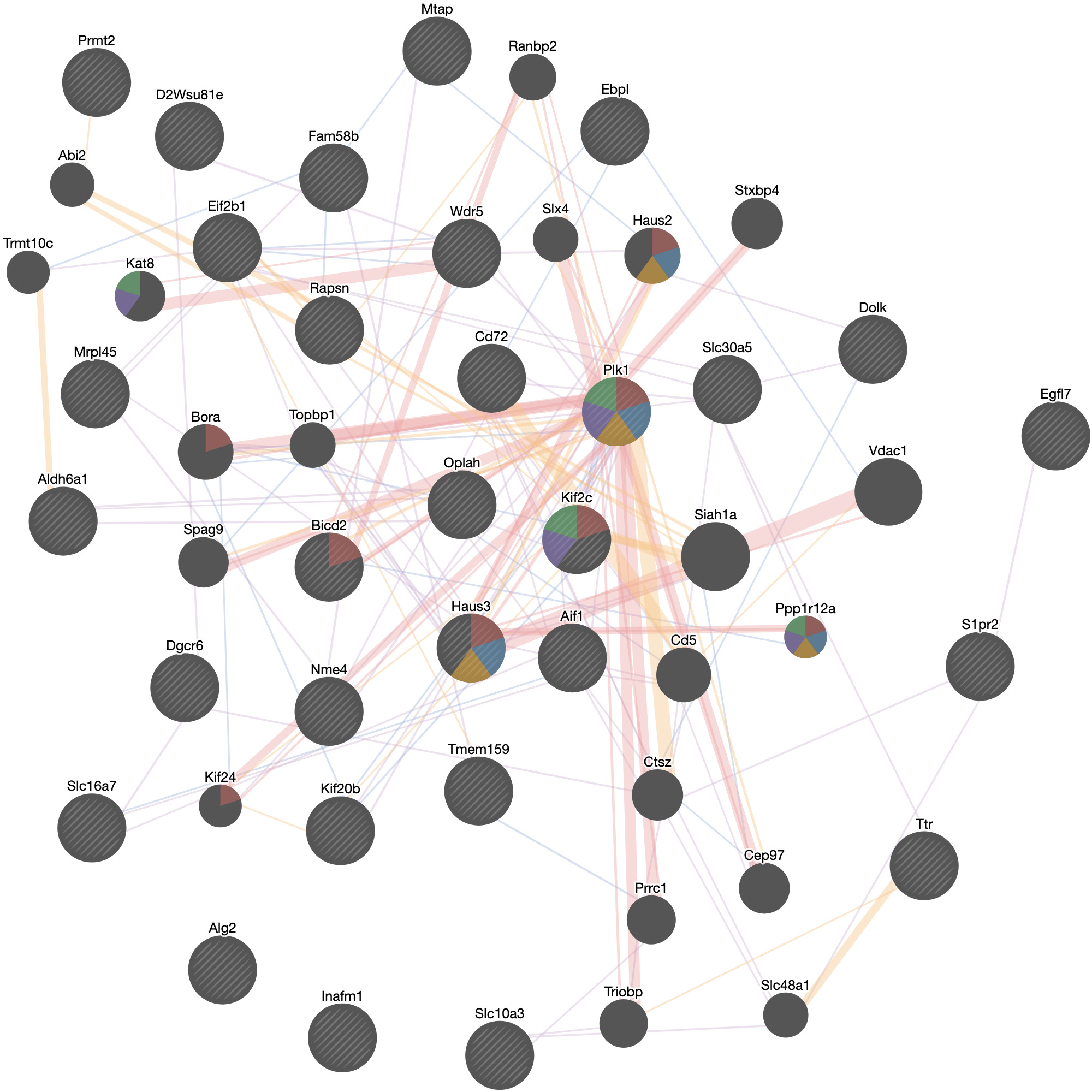 Figure 6. Iba1(Aif1) network analyses showing 50 total related genes with similar function in color 