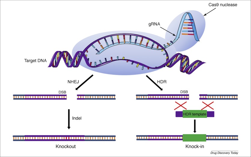 CRISPR full res diagram