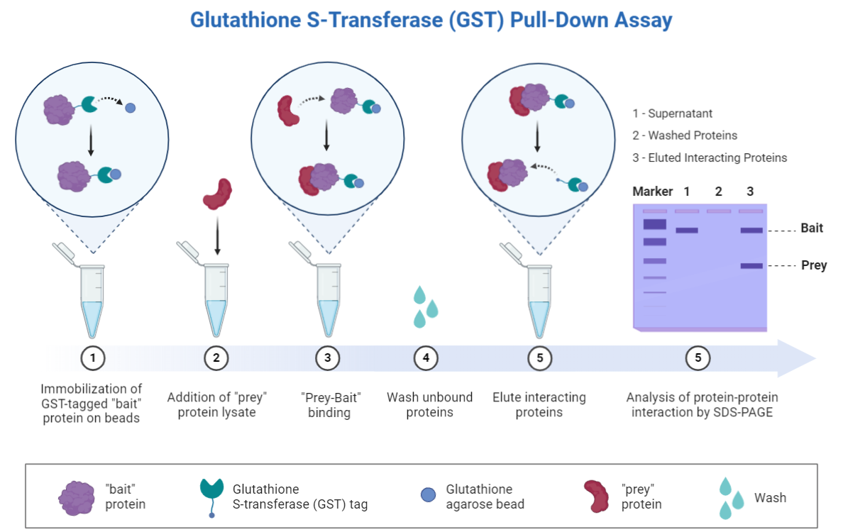 Glutathione S-transferase (GST) Pull-Down Assay
