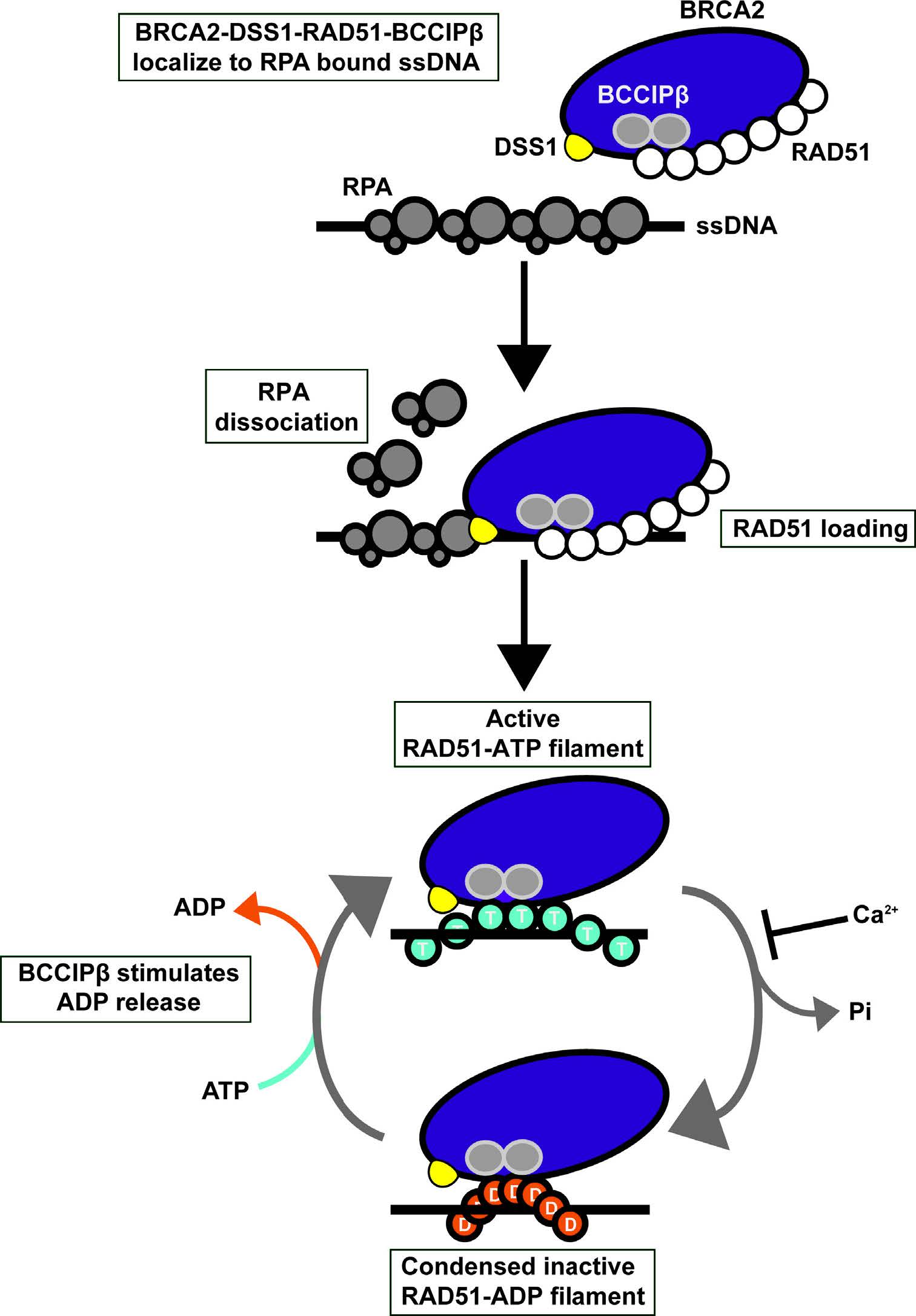 The B-isoform of BCCIP promotes ADP release from the RAD51 presynaptic filament and enhances homologous DNA pairing