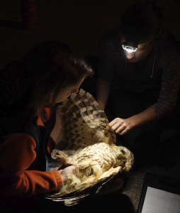 Students take body measurements of a barred owl. Photo by Eric Rogers