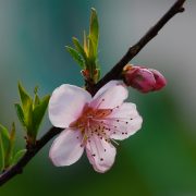 Peach_flower